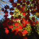 Illustration for article titled 76 Stunning Photos Of Fall Leaves